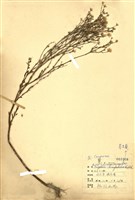 藏品(掃帚菊)的圖片